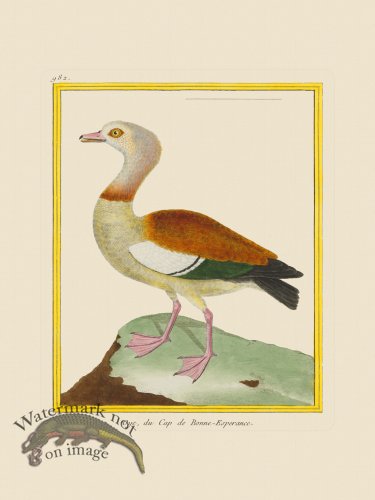 (image for) Martinet Bird 982