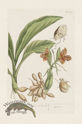 (image for) BEE 399 Zedoary