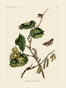 Wilkes Butterflies 031