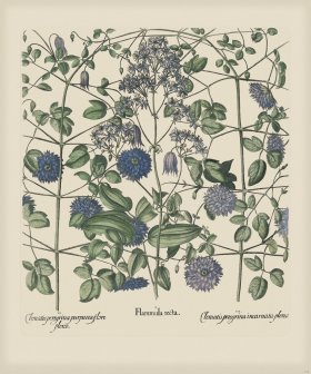 Besler 303 Colored B2