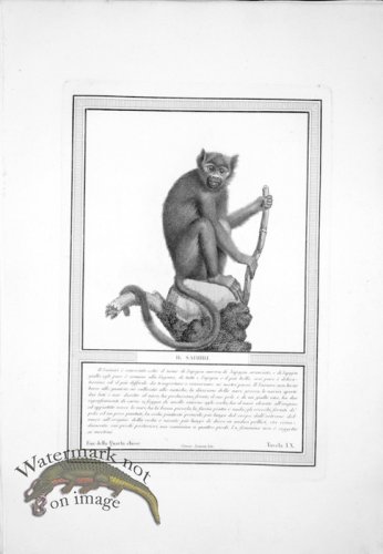 (image for) The_Monkeys_16