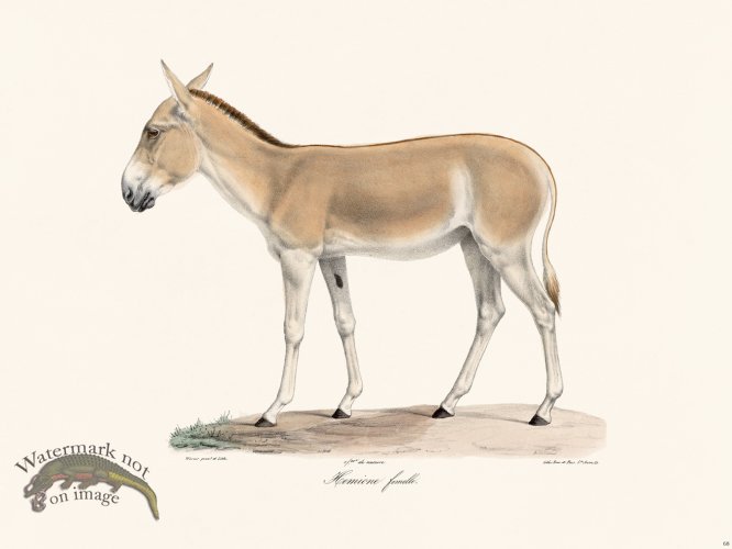 (image for) Cuvier 068 Female Hemione