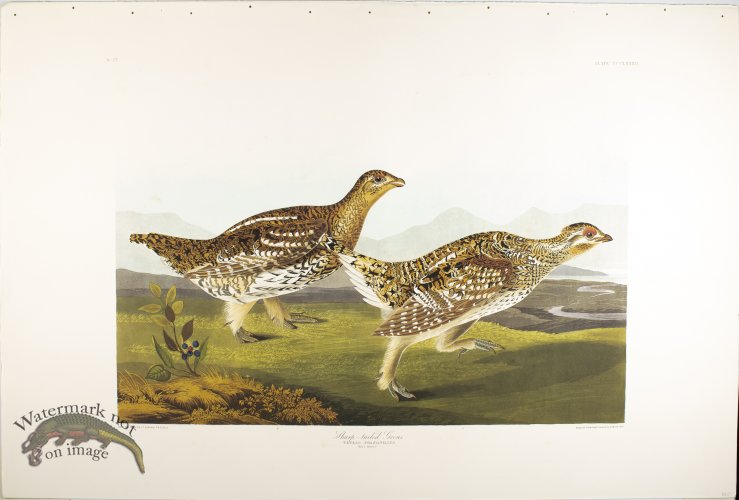 (image for) Sharp-Tailed Grous