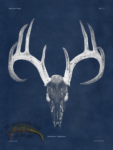 (image for) Blue Bones 02 White Tail