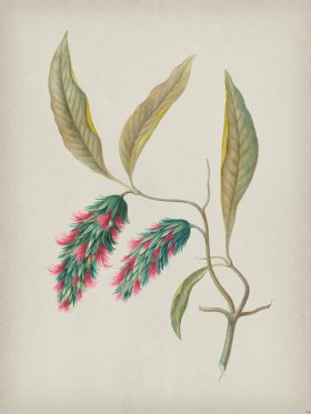 Andean Botanicals 024