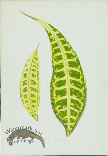 (image for) Lowes Leaves 20