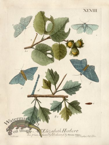 (image for) Albin Plate 48