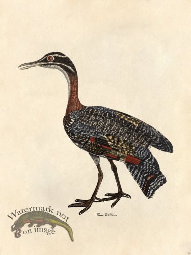 (image for) Sun Bittern - Tribute Bd 29