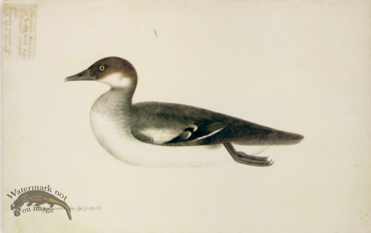 (image for) 227 Swedish Birds . Mergus Minutus, Red Headed Smew