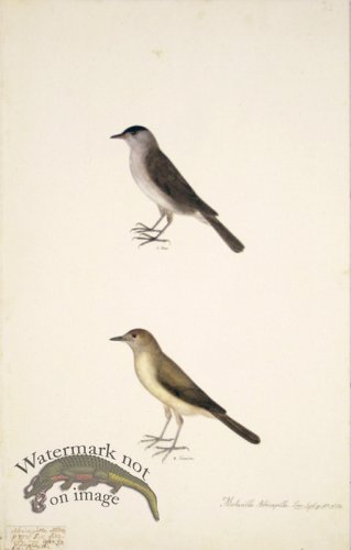 (image for) 62 Swedish Birds . Motacilla Atricapilla, Blackcap, M.F