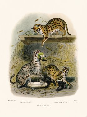 Elliot Cat 28 Cat Javan Nsis