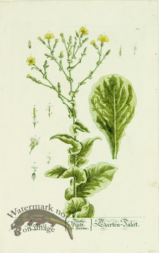 (image for) Blackwell German 098