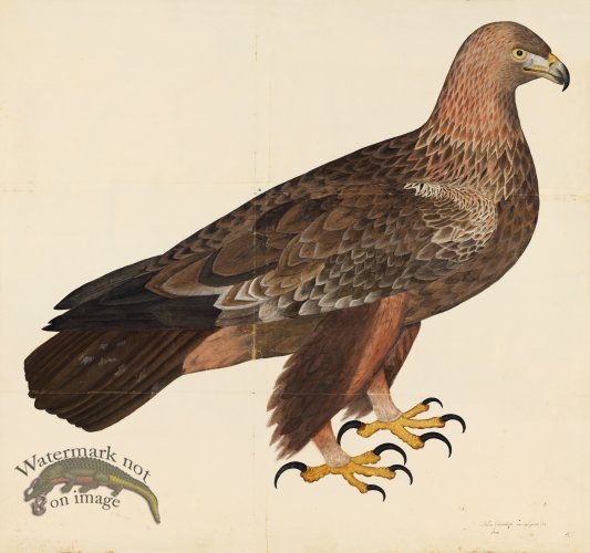 (image for) GOLDEN EAGLE . PL 5