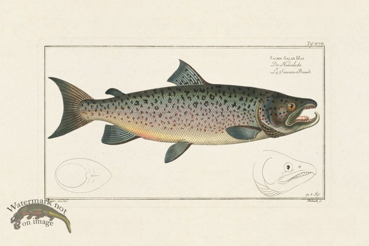 (image for) BLOCH FISH 098