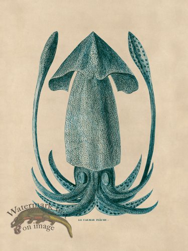 (image for) Octopus Teal 40