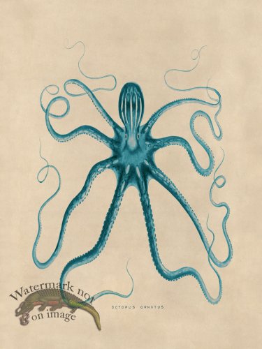 (image for) Octopus Teal 18
