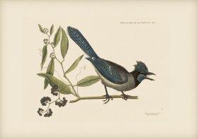 015 Crested Jay