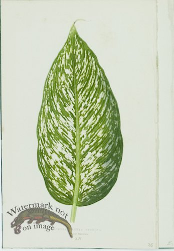 (image for) Lowes Leaves 18