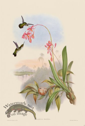 (image for) Gould Hummingbird 133