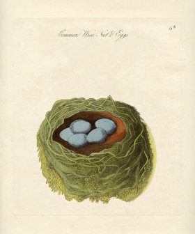 Common Wren Nest Eggs