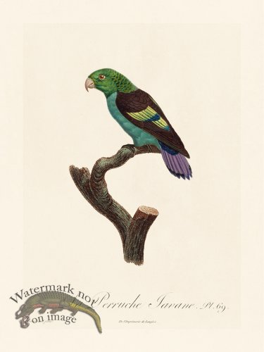 (image for) Barraband Parrot 069