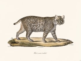 Cuvier 117 Spotted Belly Cat