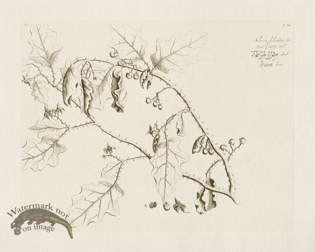 (image for) HORTUS VOL 02 36