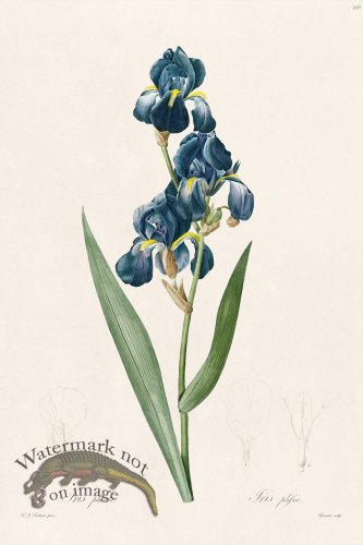 (image for) Les Liliacees Redoute 356