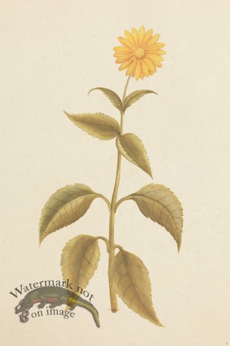 (image for) Blomboken 051