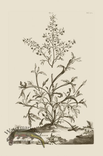 (image for) Abraham Munting 070