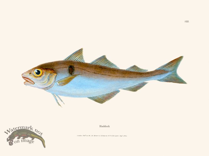 (image for) 122 Haddock