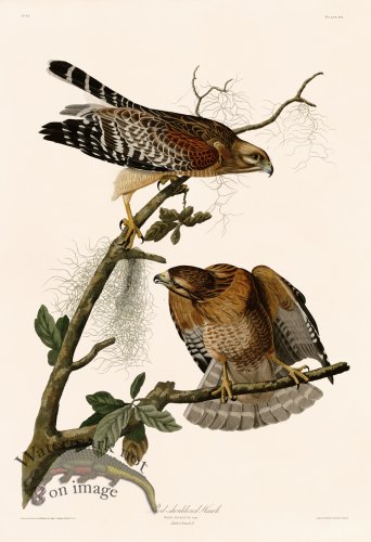 056 Red-shouldered Hawk