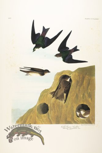 Bank Swallow