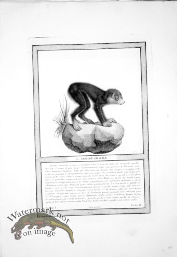 (image for) The_Monkeys_26