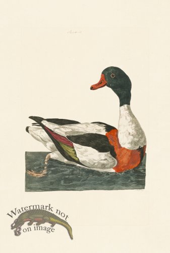 (image for) Pennant Zoology 059