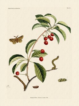 Wilkes Butterflies 054