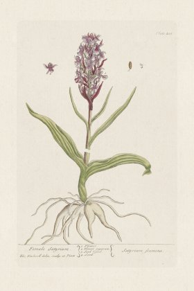 BEE 405 Female Satyrium