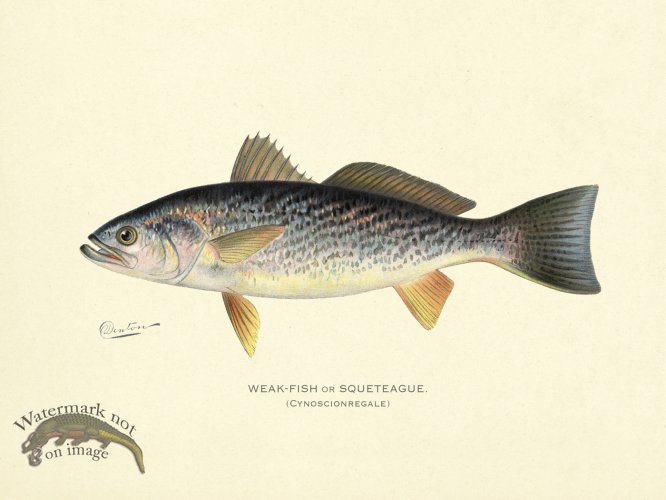 (image for) Weak Fish or Squeteague