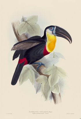 (image for) Sulphur and white breasted Toucan