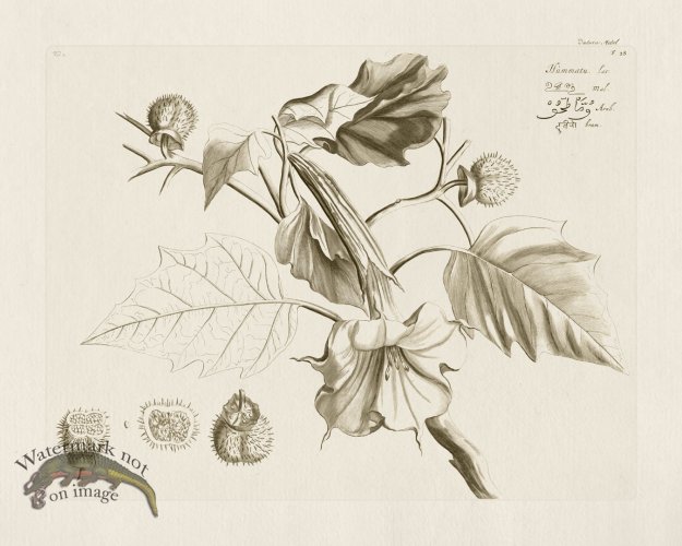 (image for) HORTUS VOL 02 28