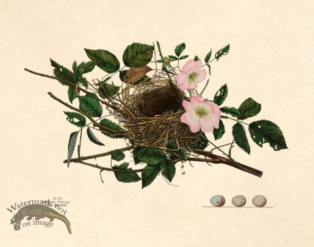 (image for) Eggs of Ohio 016