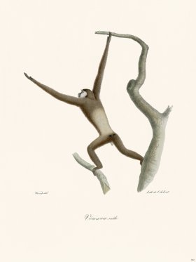 Cuvier 382 Male Vouuou