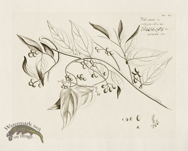 (image for) HORTUS VOl 07 03