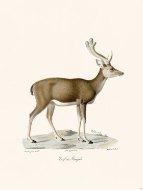 (image for) Cuvier 023 Bengal Deer