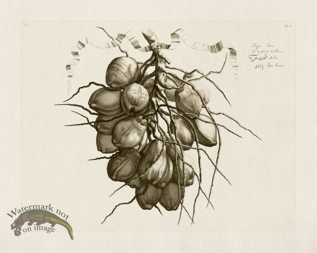 (image for) HORTUS VOL 01 03