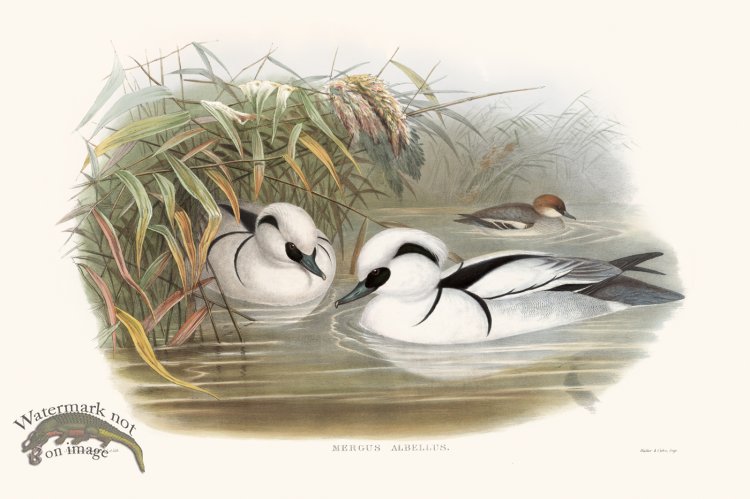 (image for) Gould Waterfowl 18