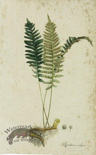 (image for) 1828_Gmp 078