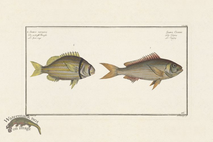 (image for) BLOCH FISH 263