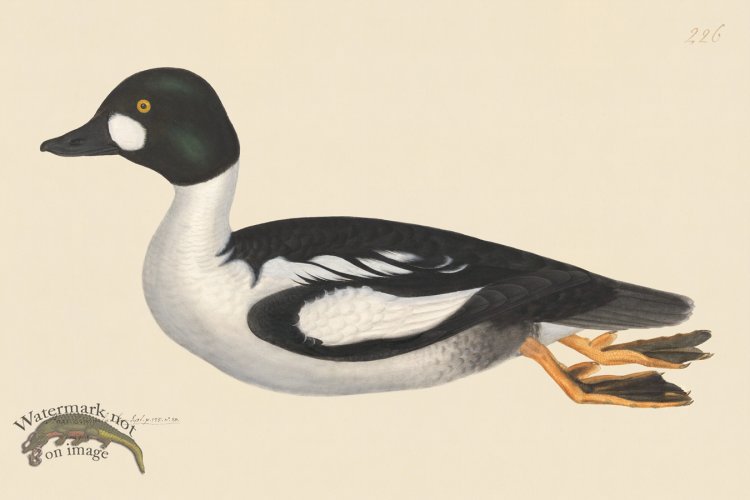 (image for) Rudbeck CFA 226 Golden Eye