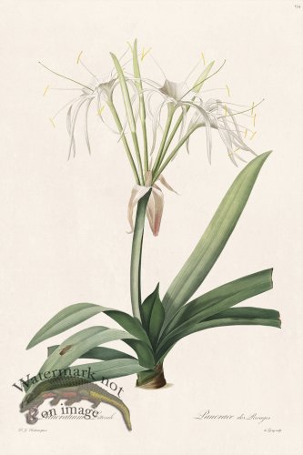 (image for) Les Liliacees Redoute 154